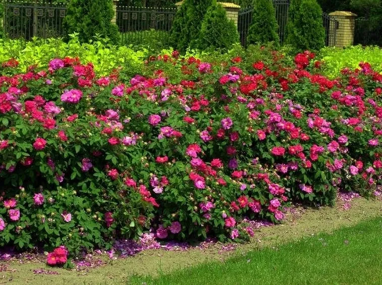 Cespugli di rosa gallica officinalis