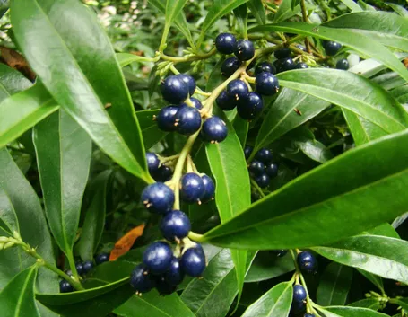 Ramo di Sarcococca con bacche