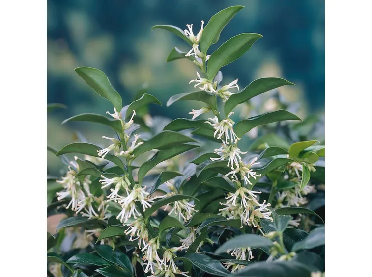 I piccoli fiori della Sarcococca