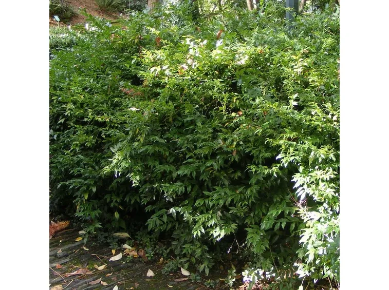 Cespugli estivi di Sarcococca