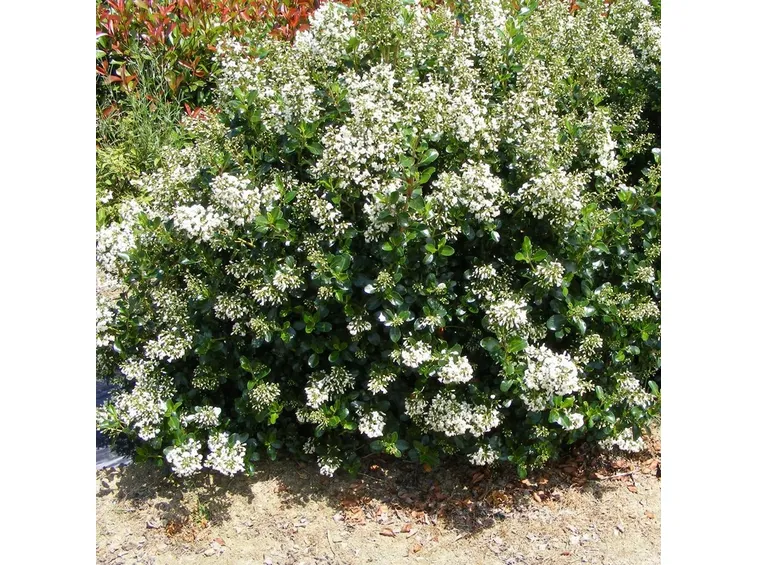 Cespuglio fiorito di Sarcococca