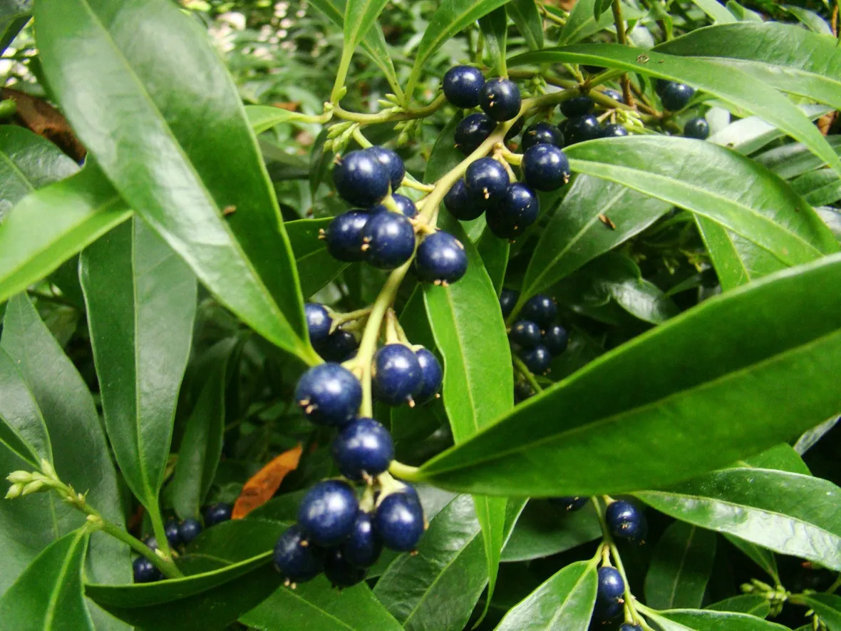Ramo di Sarcococca con bacche