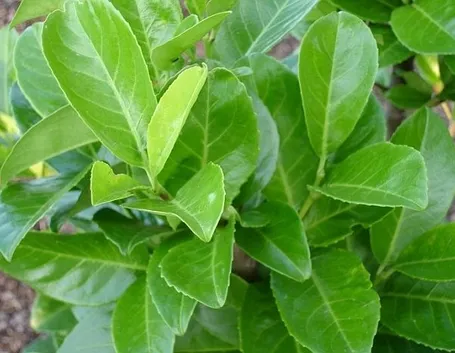 Fogliame della siepe Lauroceraso
