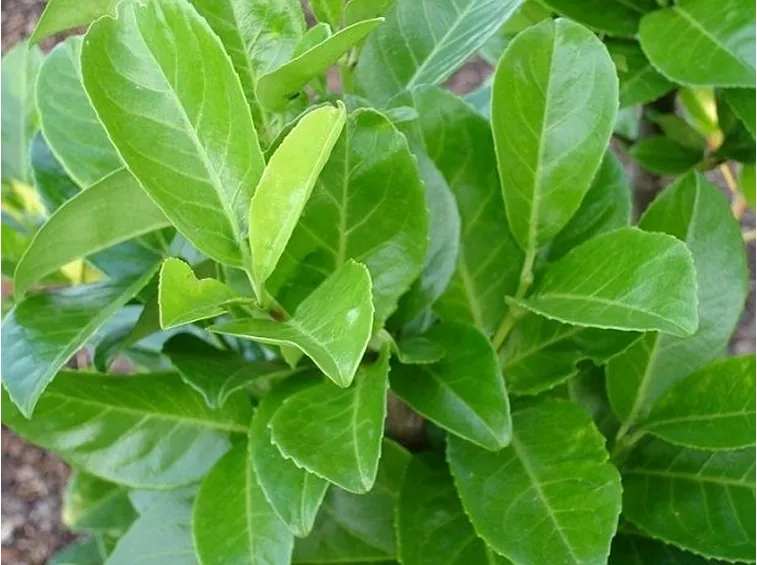 Fogliame della siepe Lauroceraso