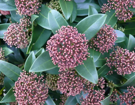Fogli fiori Skimmia