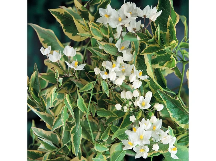 Solanum fiori