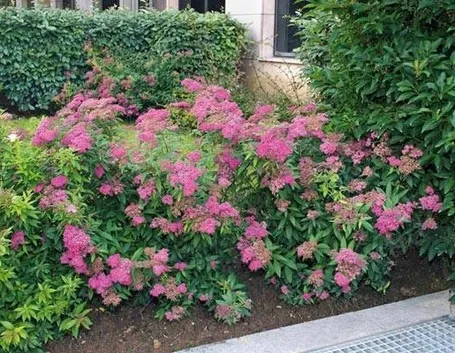 spiraea japonica in aiuola