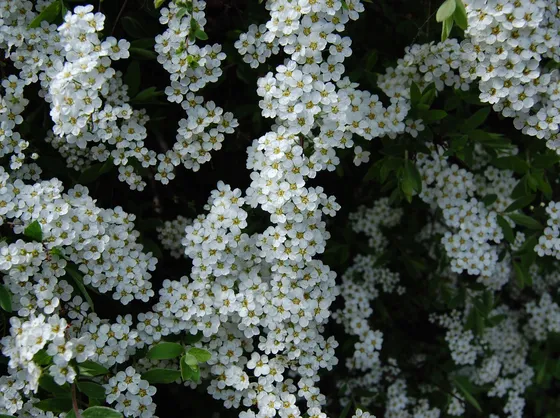 I bellissimi fiori della spiraea thunbergii
