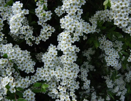 I bellissimi fiori della spiraea thunbergii