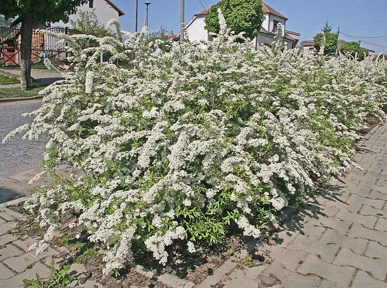 Una siepe di spiraea