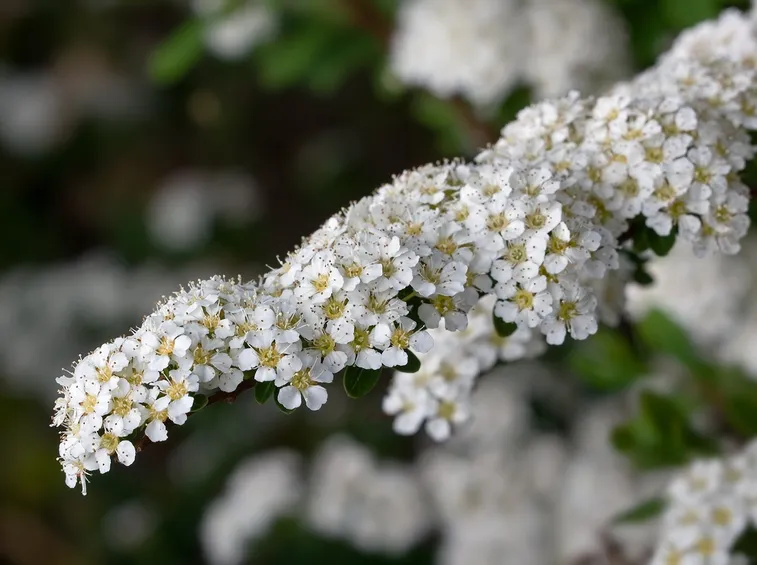 Un ramo fiorito di spiraea