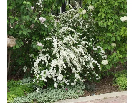 Pianta di spirea
