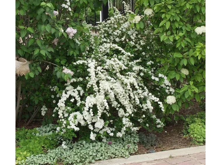 Pianta di spirea