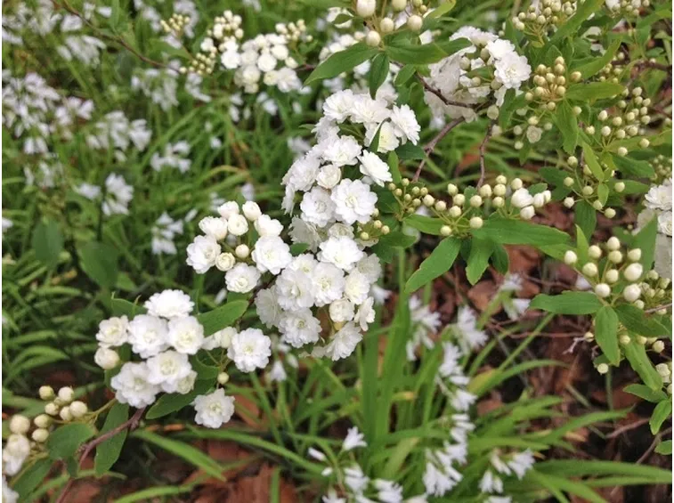 Spirea prunifolia