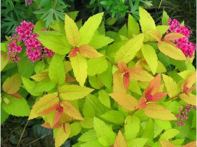 Spirea Japonica Goldflame