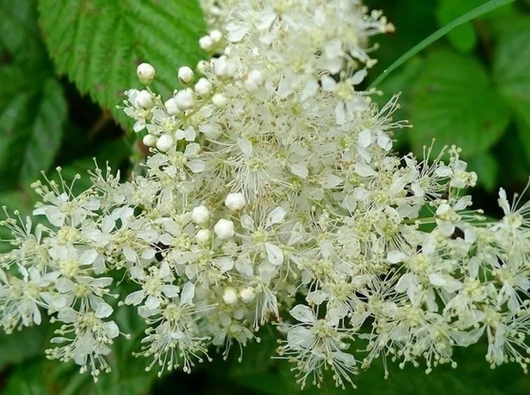 Spirea Olmaria