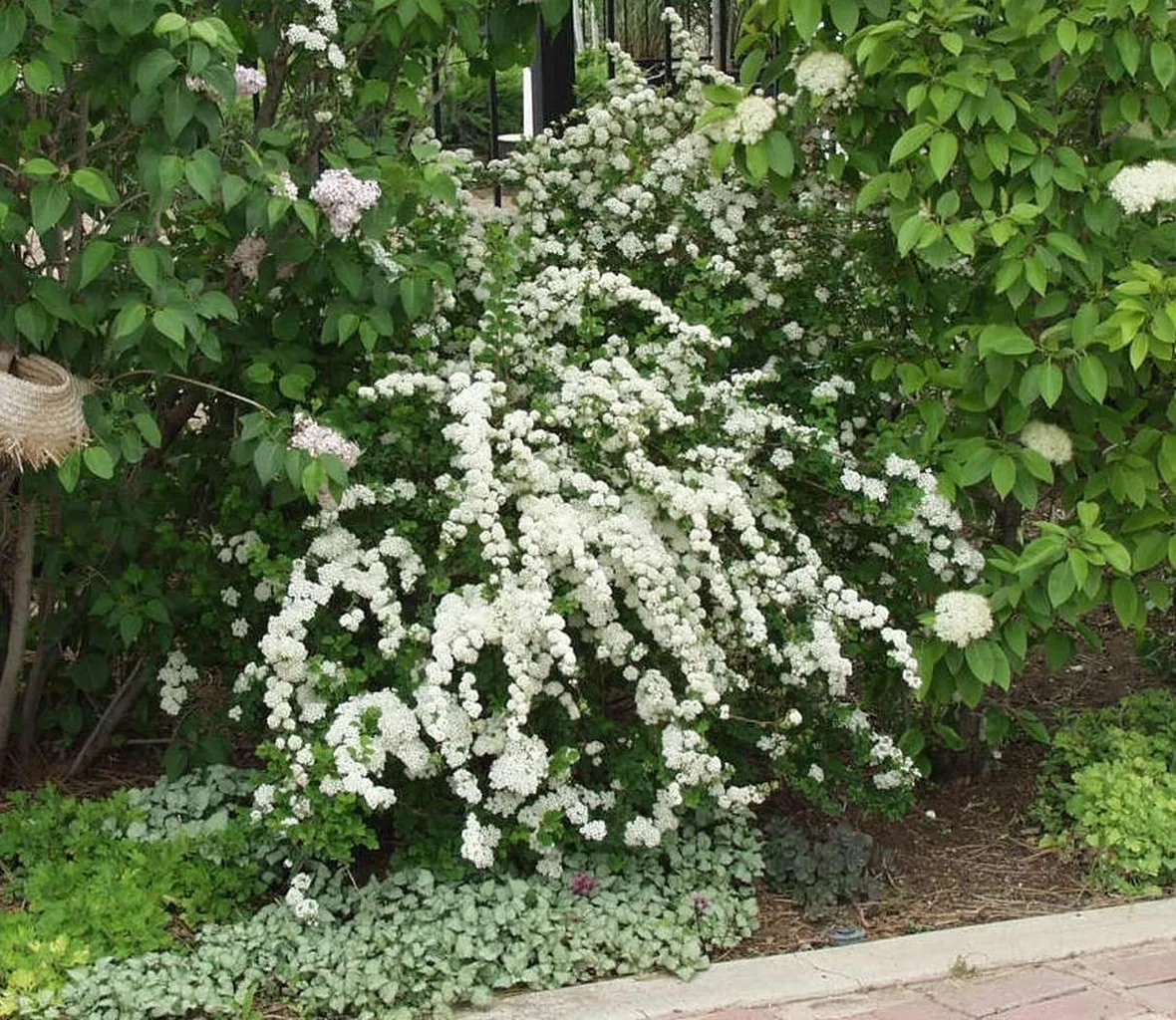 Pianta di spirea