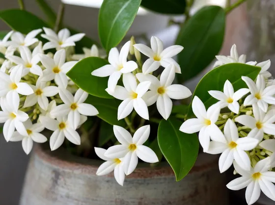 Stephanotis vaso