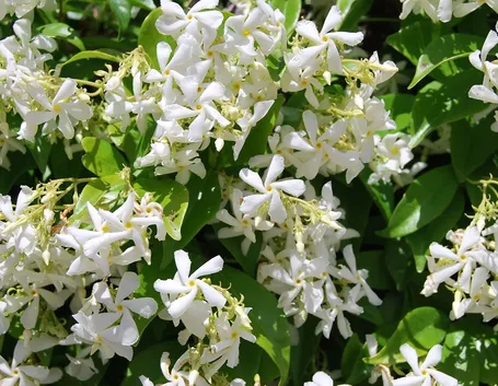 Stephanotis vaso