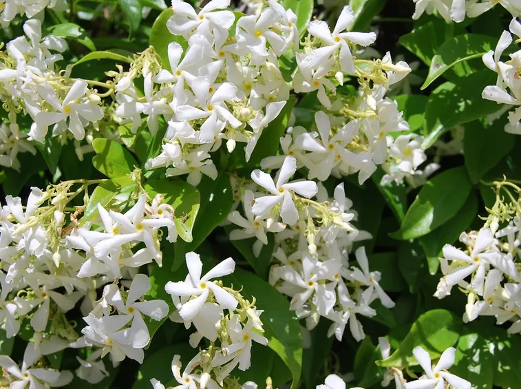 Stephanotis vaso