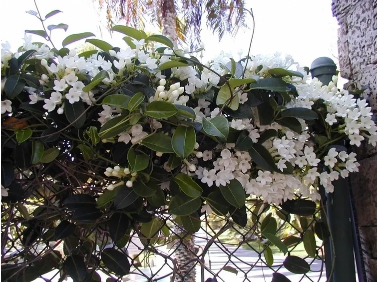 Stephanotis coltivazione
