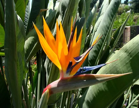strelizia fiore