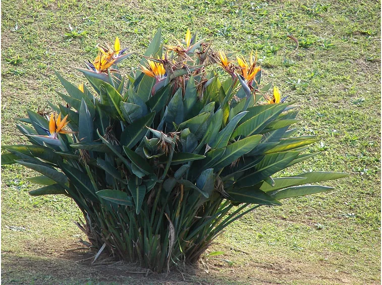 cespuglio strelitzia