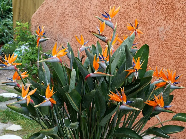 strelitzia esposta al sole