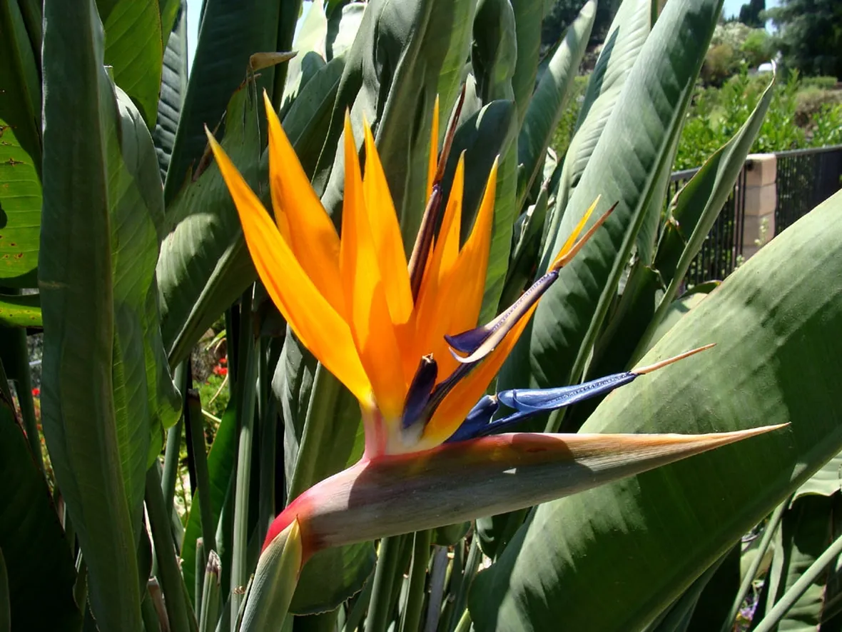 strelizia fiore