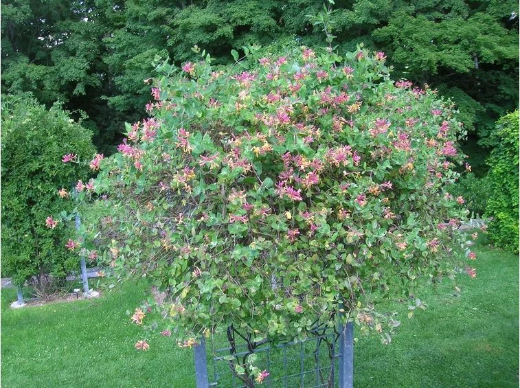 Pianta sulla giardino