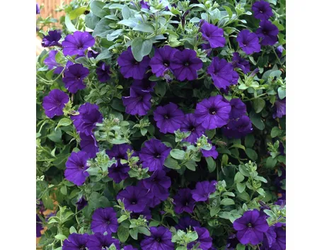 Fiori surfinia