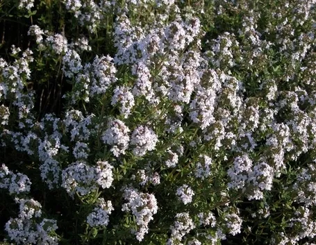 Thymus Vulgaris o Maggiore