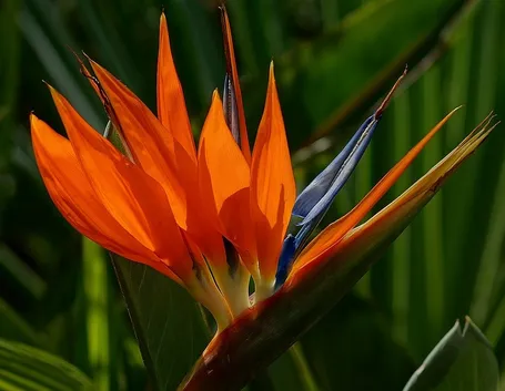 Foglie e fiore della pianta Uccelli del paradiso