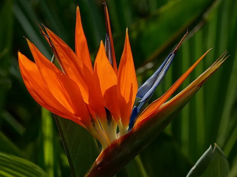 Foglie e fiore della pianta Uccelli del paradiso