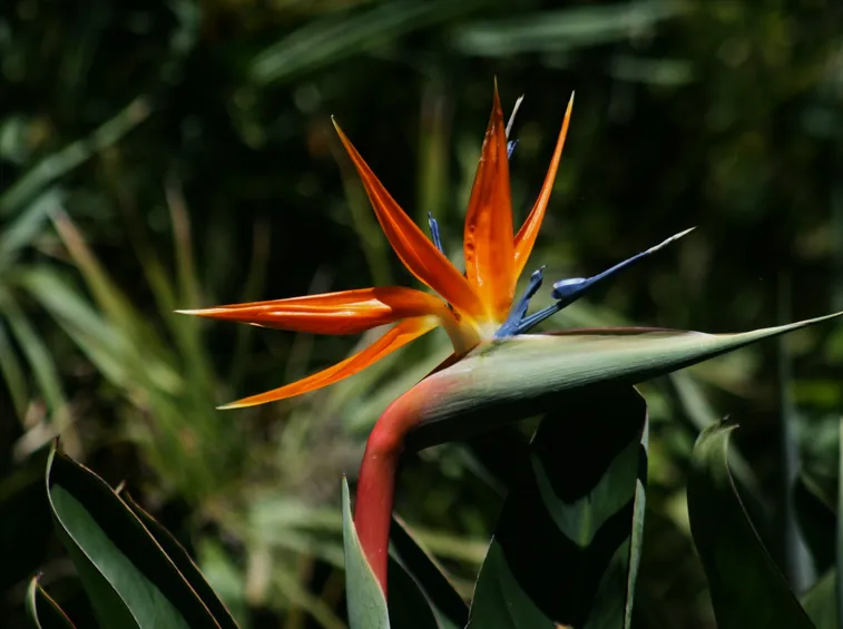 Fiore colorato di Strelitzia
