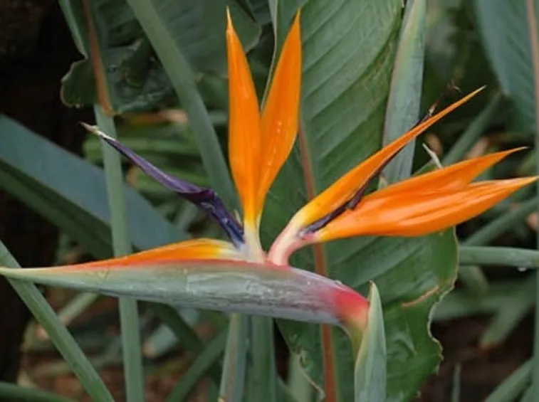 Fiore della pianta di Uccelli del paradiso