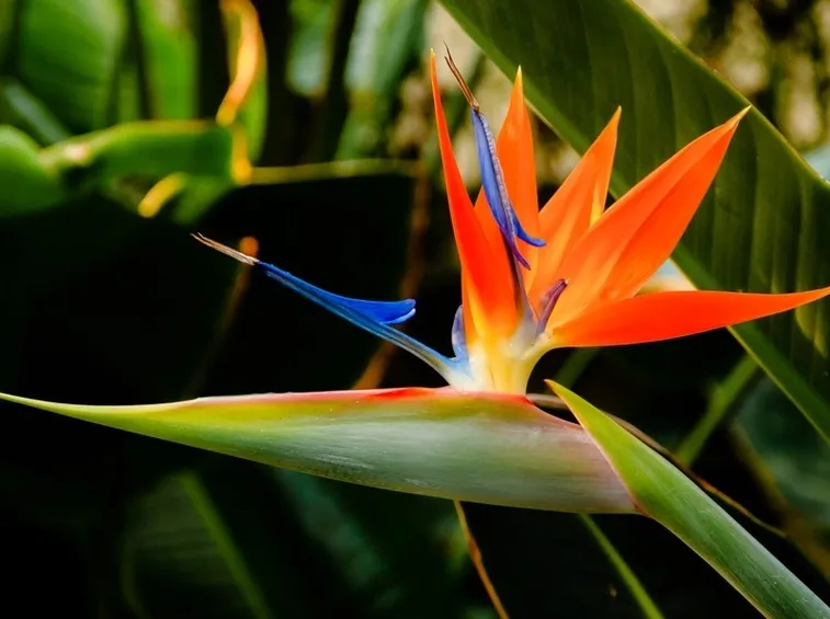 Uccelli del paradiso, fiore