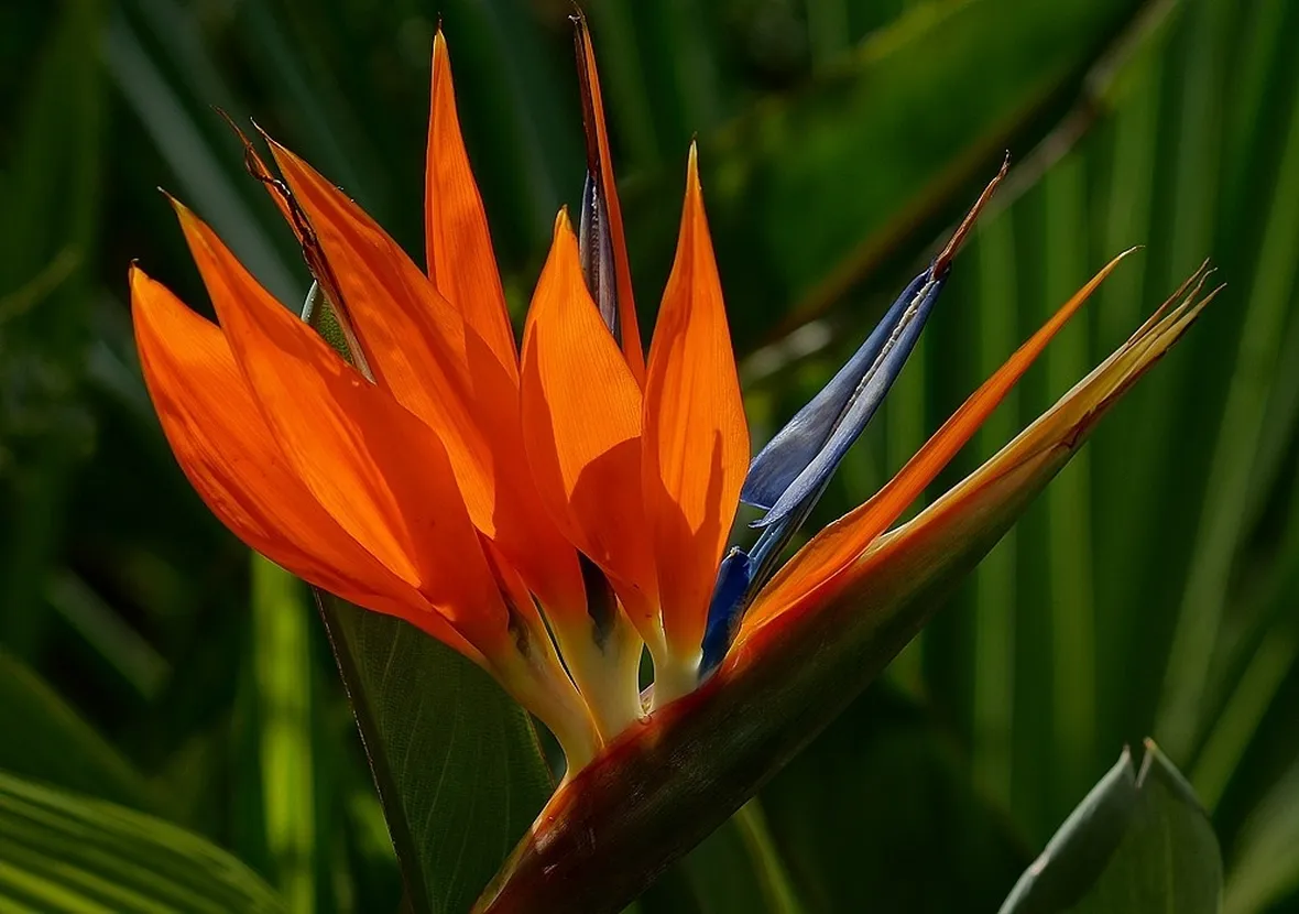 Foglie e fiore della pianta Uccelli del paradiso