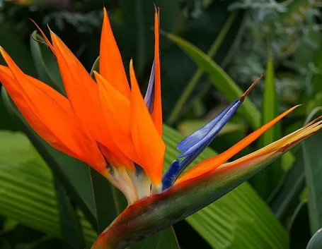 Fiore di Sterlitzia