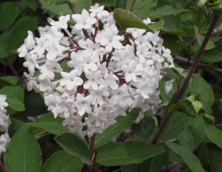 Un esemplare di Viburno in fiore