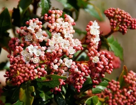 Fiori e bacche del viburno rosso