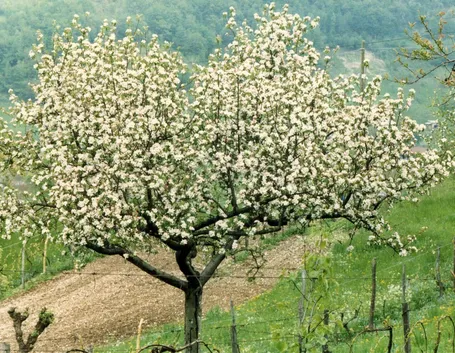 Arbusto di viburno fiorito