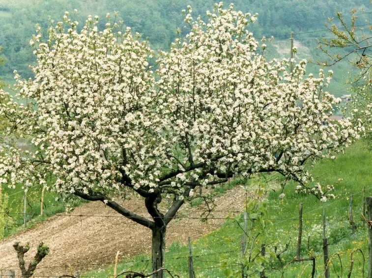 Arbusto di viburno fiorito