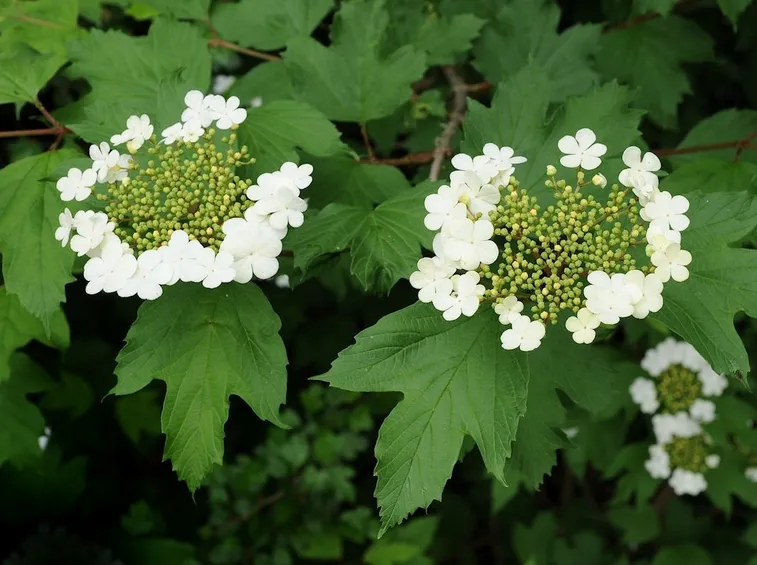 Foglie e fiori del viburno opulus