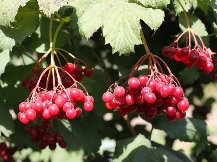 Frutti del viburno opulus