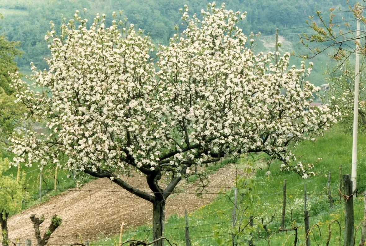 Arbusto di viburno fiorito