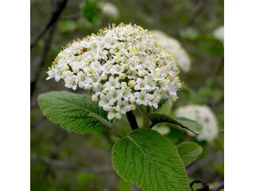 Fiori di Viburnum lantana