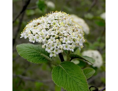 Fiori di Viburnum lantana