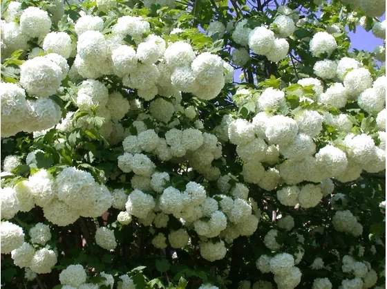 Un bellissimo cespuglio fiorito di viburnum opulus rosatum