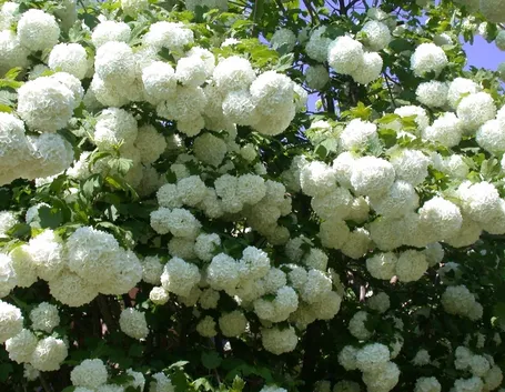 Un bellissimo cespuglio fiorito di viburnum opulus rosatum